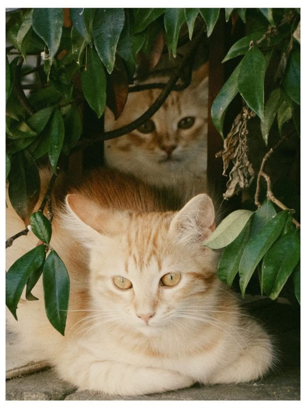 pexels-aysegul-kerdige-2155713144-34014039 (1) pexels-aysegul-kerdige-2155713144-34014039 (1)